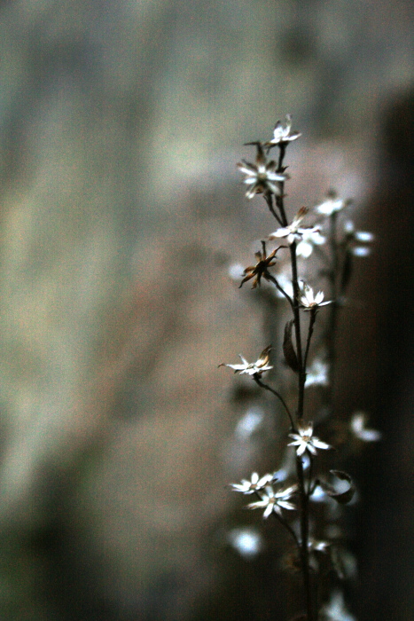 When autumn is going to the end, only dry blooming flowers remain...