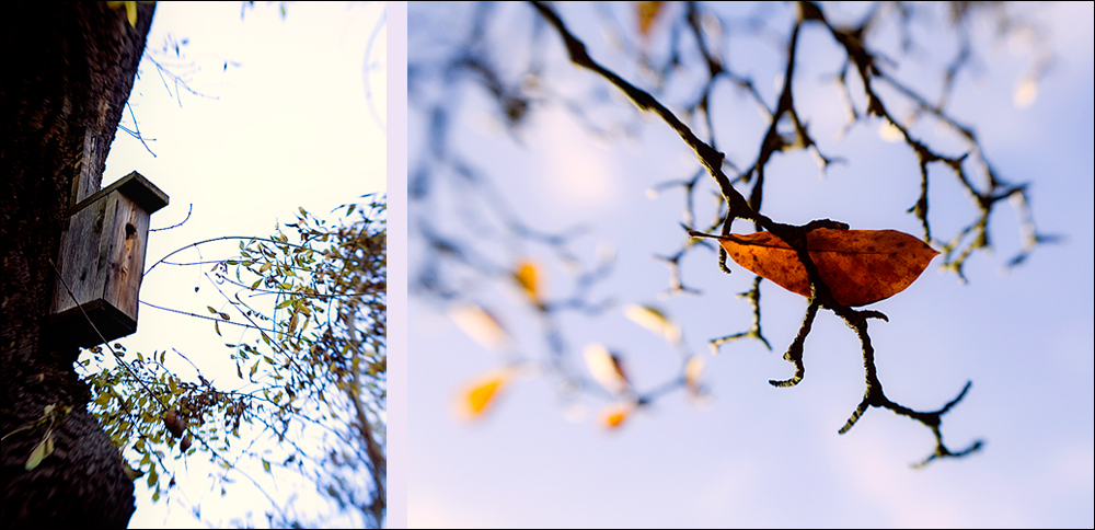 when autumn leaves start to fall ...