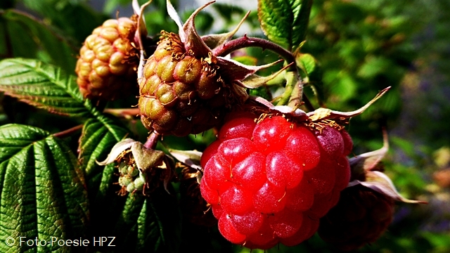 When blackberries ripen ...