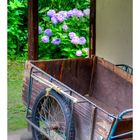 When blooms of the hydrangea