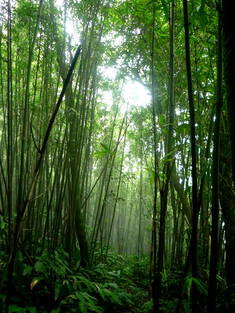 when grasses become trees