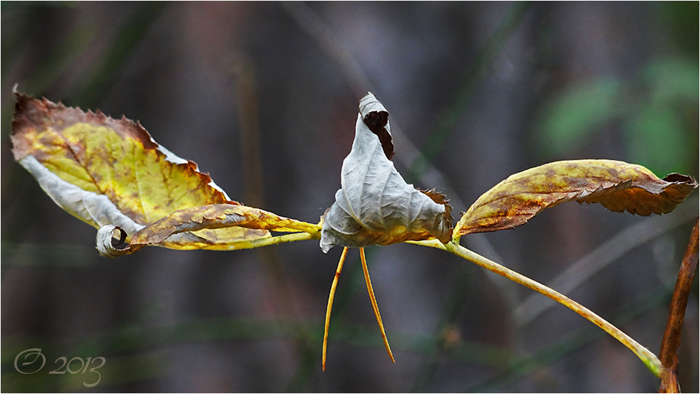 when leafbirds fly