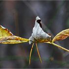 when leafbirds fly