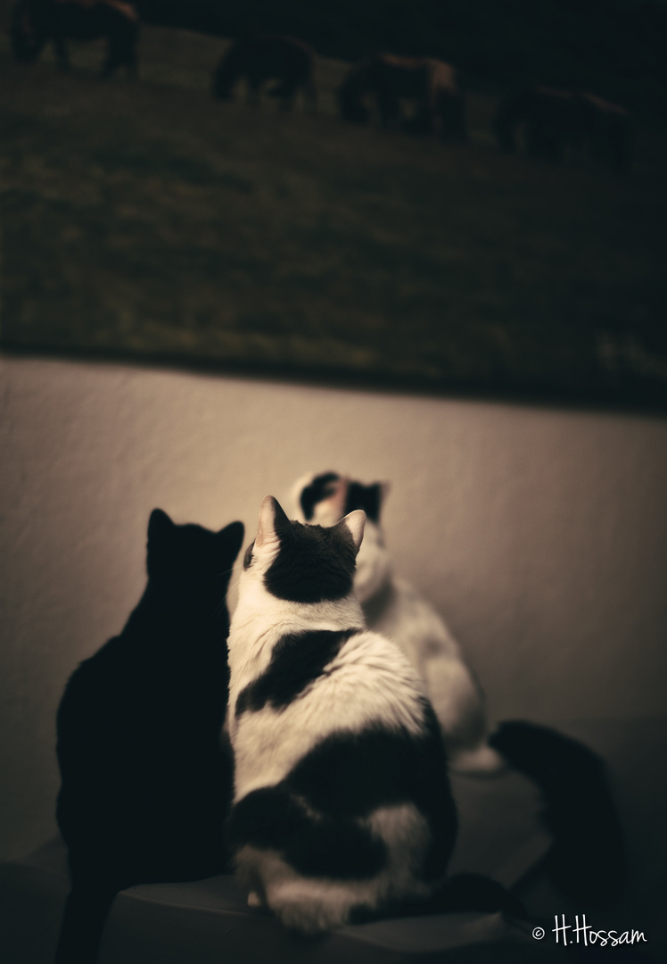 When my 3 cats see my photography!!