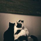 When my 3 cats see my photography!!