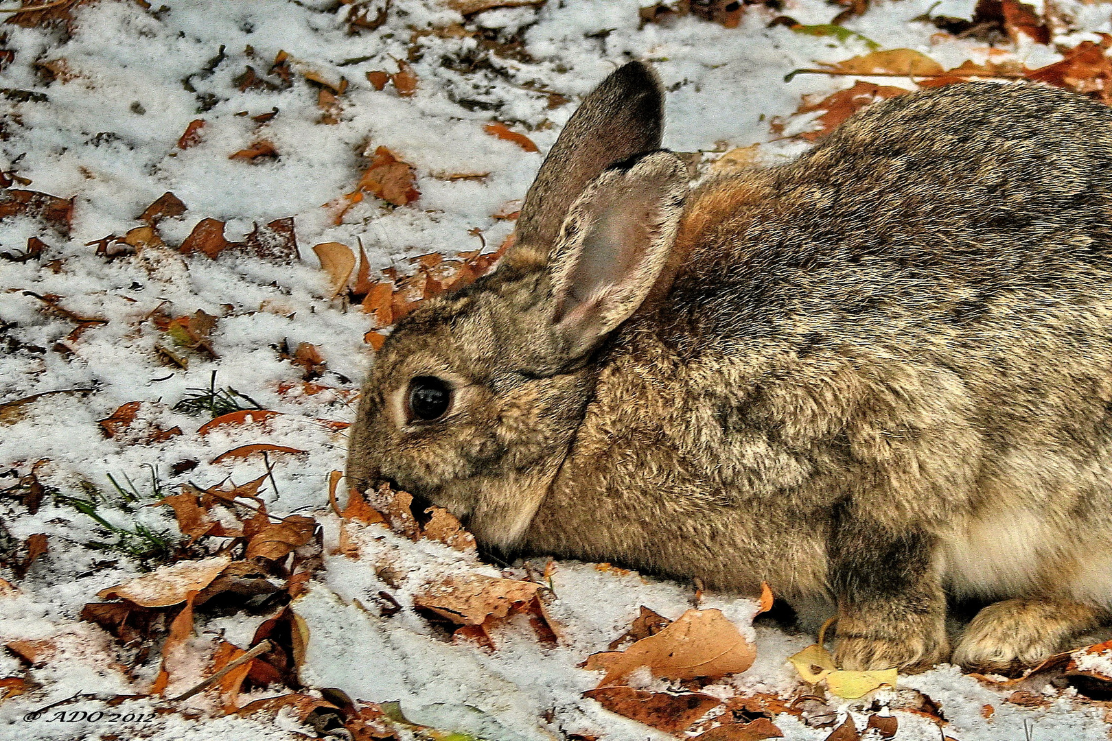 When Rabbits don't have somebody like s. sabine krause