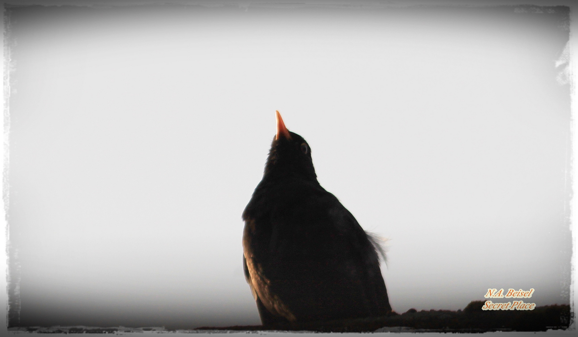 When The Black Bird sings Hallelujah :)