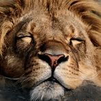 when the lion sleeps tonight...