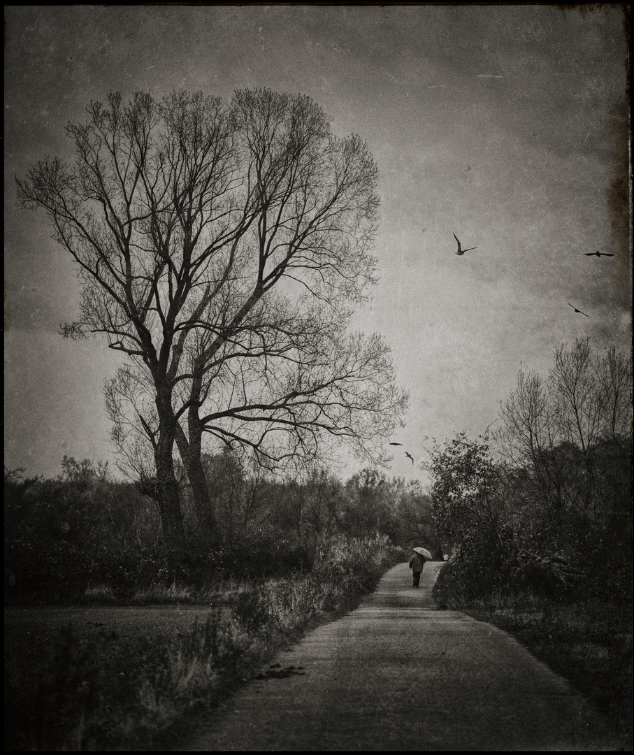 [ WHEN THE SKY IS CRYING ] Foto & Bild outdoor, baum, himmel Bilder