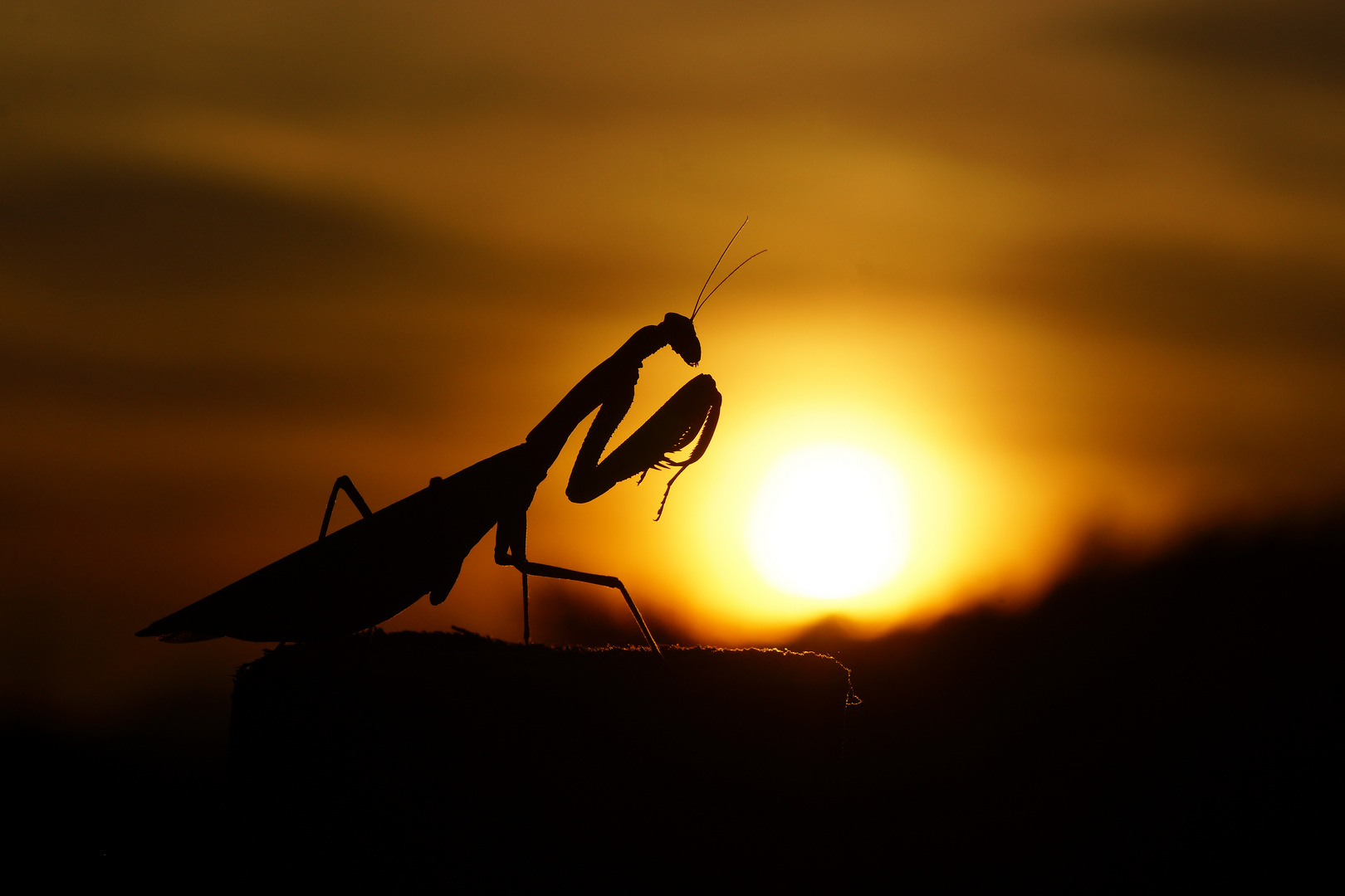 When the sun goes down..... Mantis religiosa 