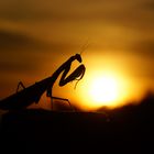 When the sun goes down..... Mantis religiosa 