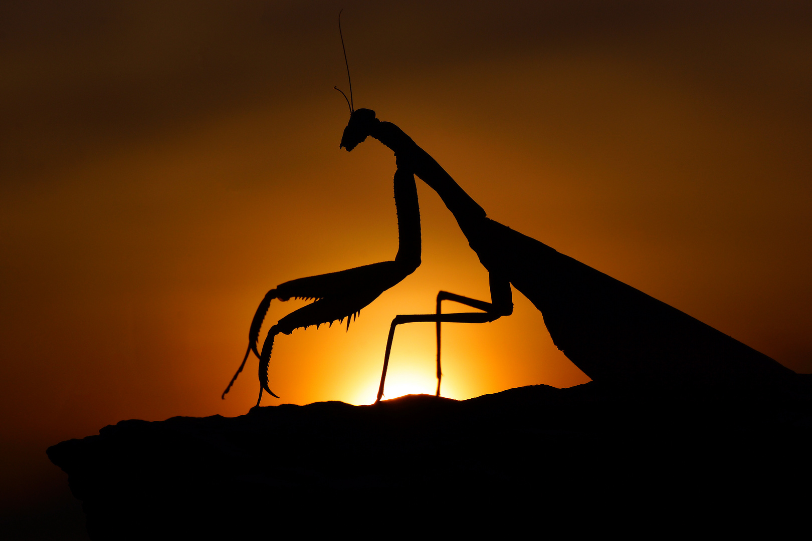 When the sun goes down....(Mantis religiosa)