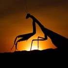 When the sun goes down....(Mantis religiosa)