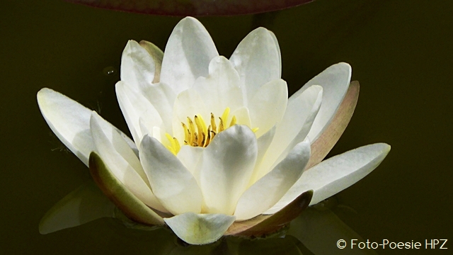 When water lilies shine ...