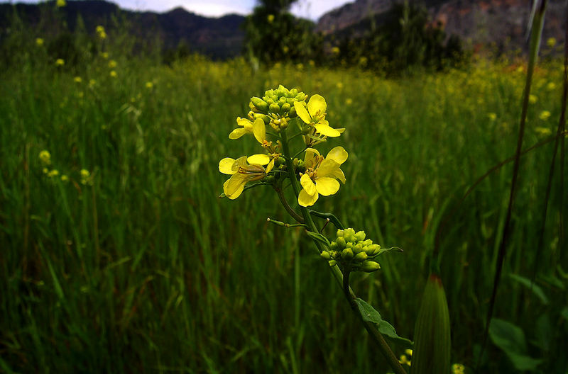 where have all thr flowers gone