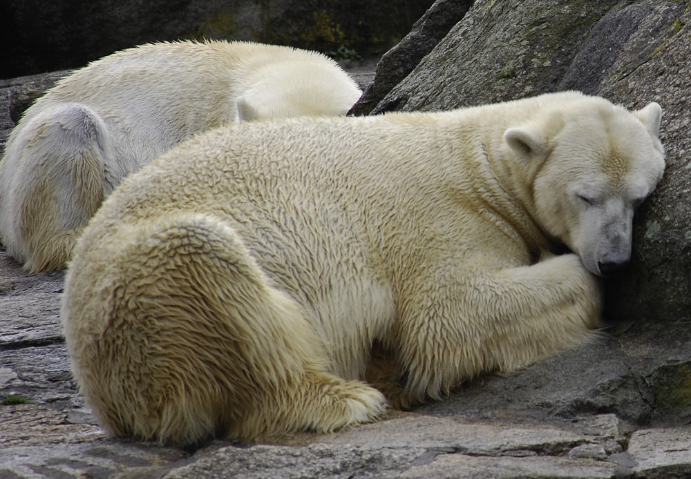 Where is the snow for this Polar Bear?