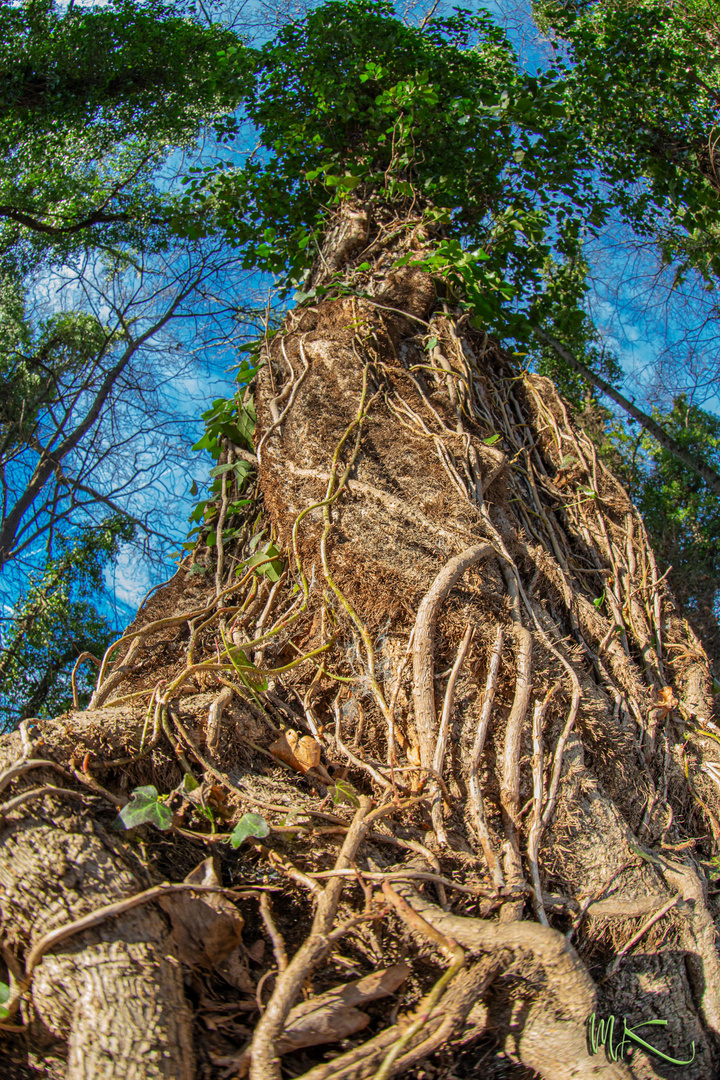 where ivy grows