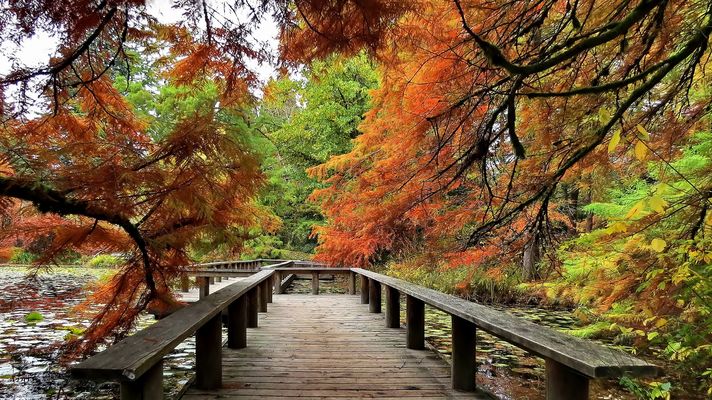 Where the Bald Cypressses Grow