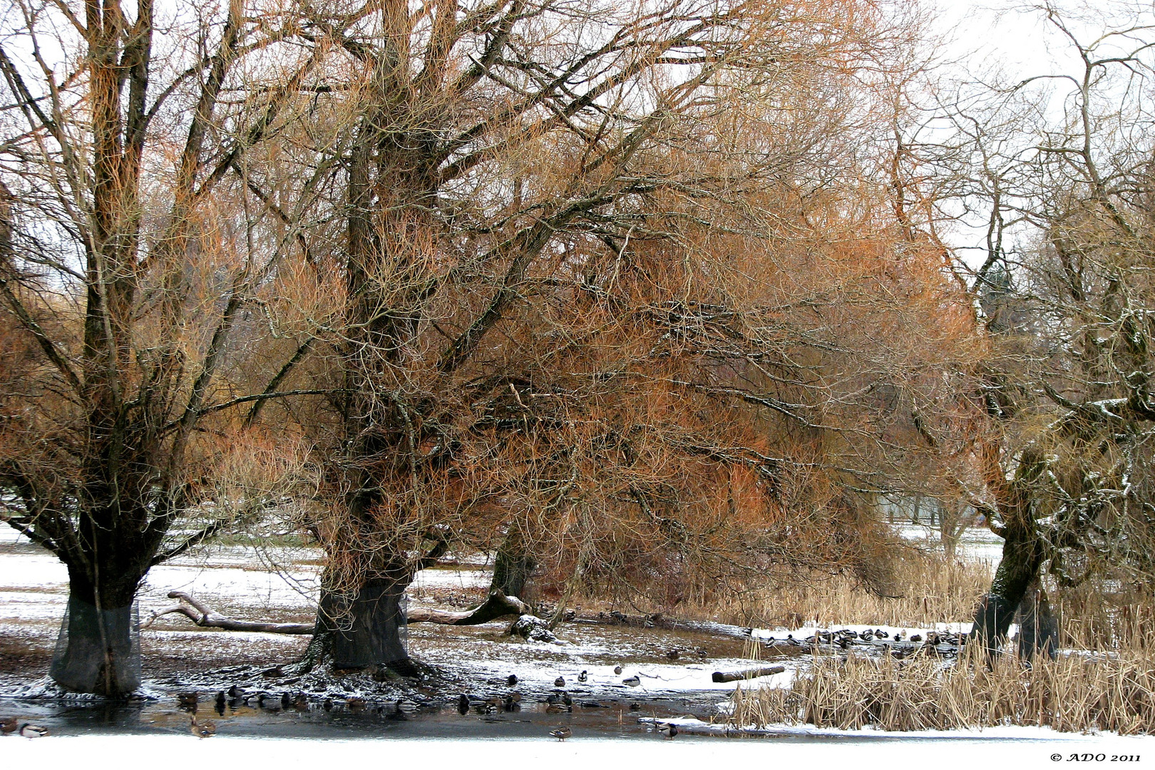 Where the Beaver Lives