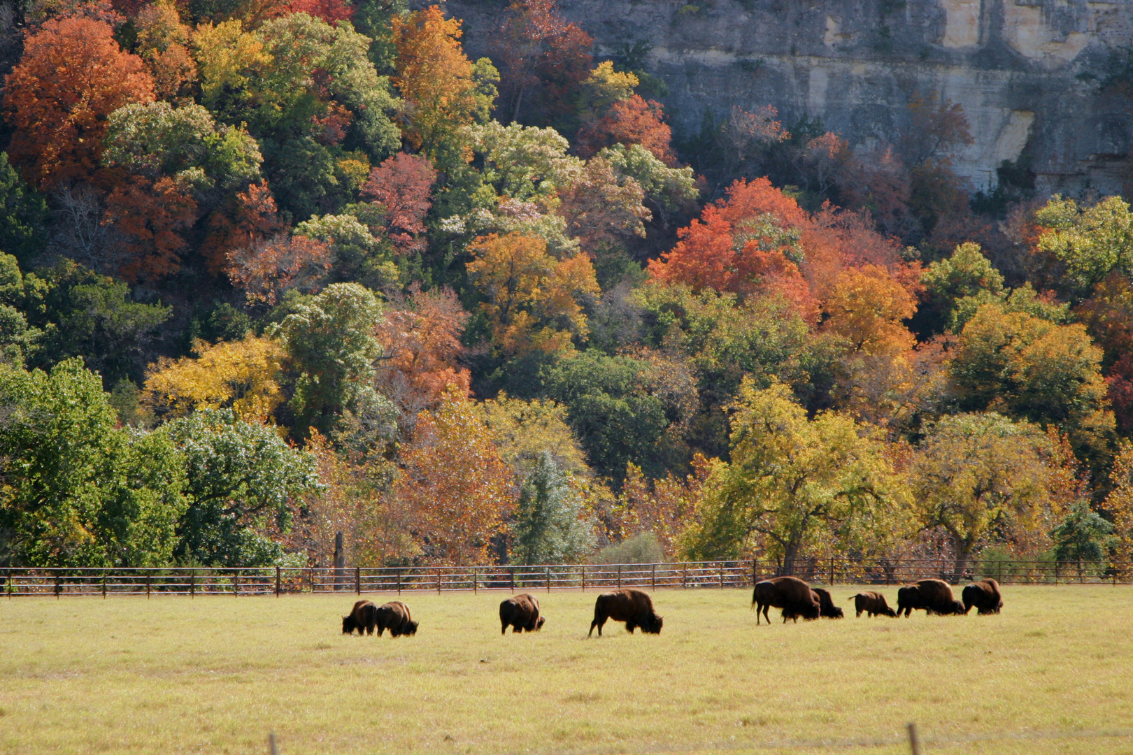 Where the Buffalo Roam