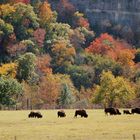 Where the Buffalo Roam