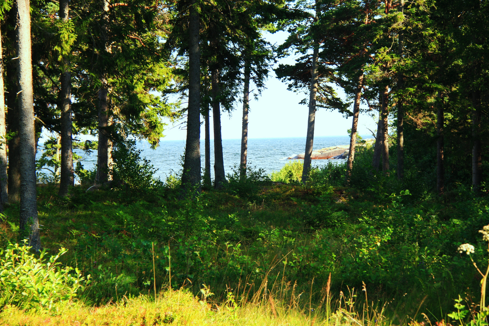 where the forest meets the sea Grisslehamn/sweden