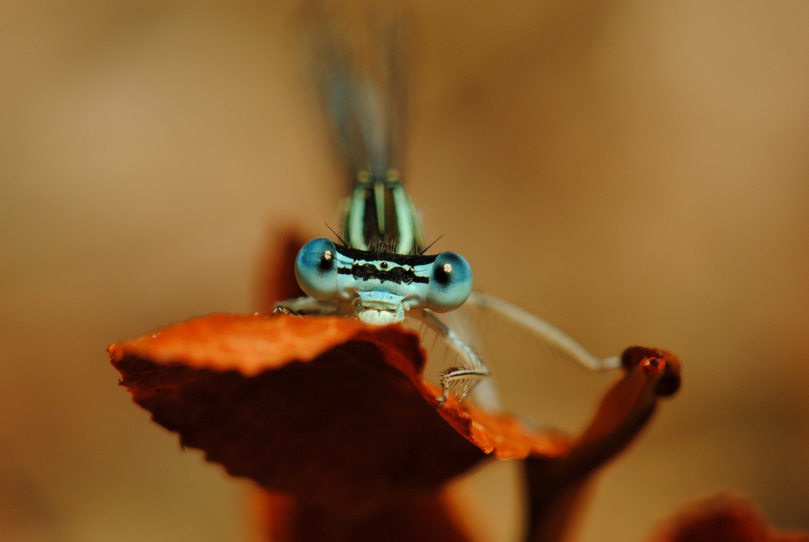 ~ Where The Sky Melts Into The Ocean ~ (Platycnemis pennipes, m)