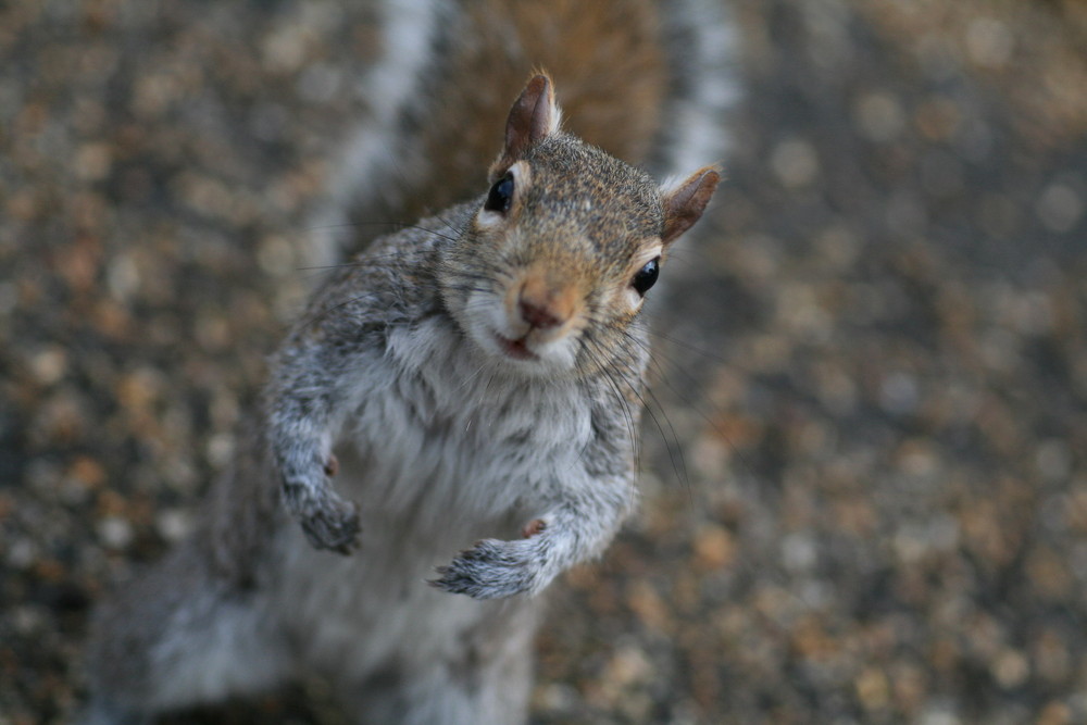 Where's my peanut?