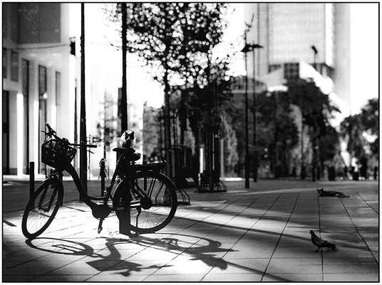 Where's the masked cat?