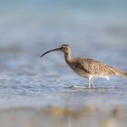 Whimbrel