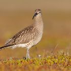 Whimbrel