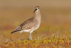 Whimbrel