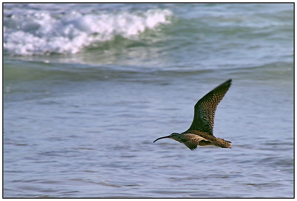 Whimbrel...