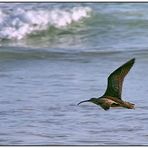 Whimbrel...