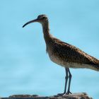 Whimbrel