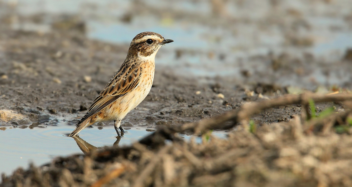 Whinchat