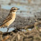 Whinchat