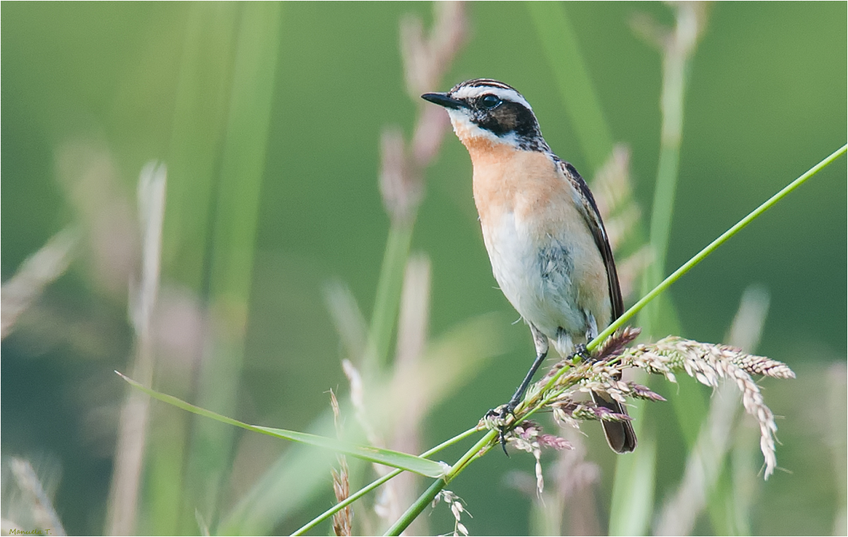 Whinchat