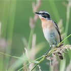 Whinchat