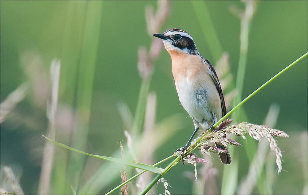 Whinchat