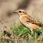 Whinchat