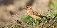 Whinchat