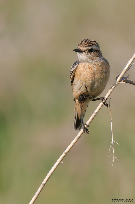 Whinchat