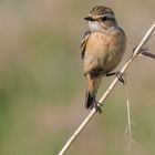 Whinchat