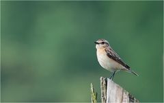 Whinchat 