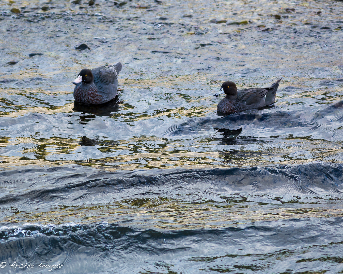 Whio / Blue Ducks photo & image animals, wildlife, birds images at