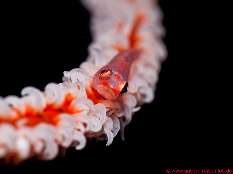 Whip Coral-Goby