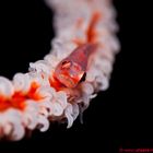 Whip Coral-Goby