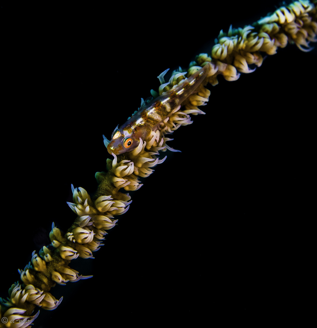 whip coral goby