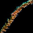 whip coral goby